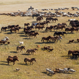 Hustai - Nomads with herds